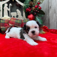 Shih Tzu Puppy Debbie