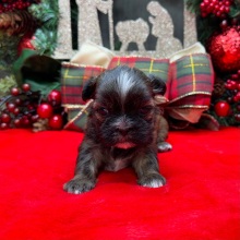 Shih Tzu Puppy Farrah