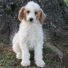 Poodle Puppy Mason
