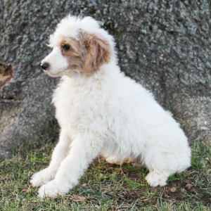 Poodle Puppy Mason