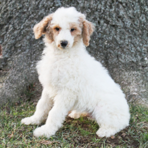 Poodle Puppy Mason