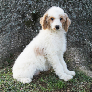 Poodle Puppy Mason