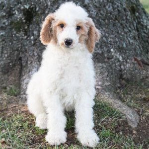 Poodle Puppy Mason