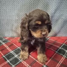 Cocker Spaniel Puppy Reindeer