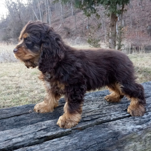 Cocker Spaniel Puppy Reindeer