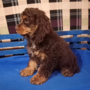 Cocker Spaniel Puppy Reindeer