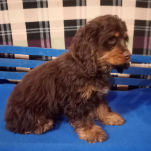 Cocker Spaniel Puppy Reindeer