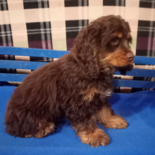 Cocker Spaniel Puppy Reindeer