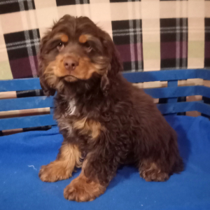 Cocker Spaniel Puppy Reindeer