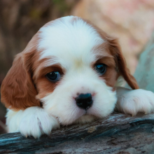 Cavalier King Charles Spaniel Puppy Pierre