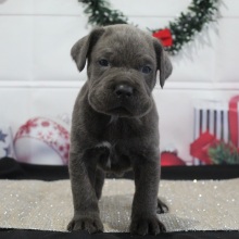 Cane Corso Puppy Wendall