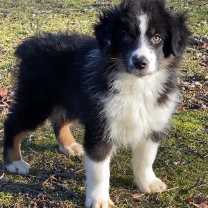 Australian Shepherd Puppy Ebenezer