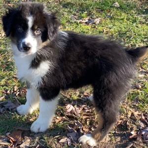 Australian Shepherd Puppy Ebenezer
