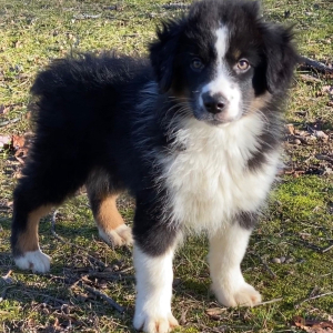 Australian Shepherd Puppy Ebenezer