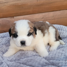 Saint Bernard Puppy Brutus