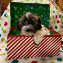Havanese Puppy Santa Baby