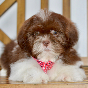 Shih Tzu Puppy Axel