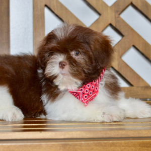 Shih Tzu Puppy Axel