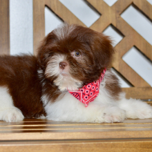 Shih Tzu Puppy Axel