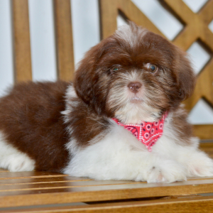 Shih Tzu Puppy Axel