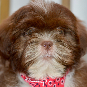 Shih Tzu Puppy Axel