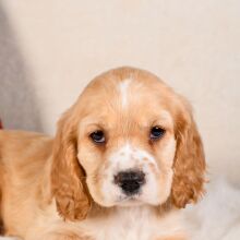 Cocker Spaniel Puppy Quinn