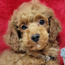 Poodle Puppy Jolly