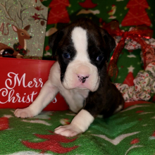 Boxer Puppy Major