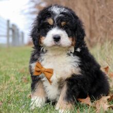Bernedoodle Puppy Dawson