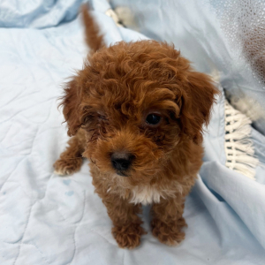 Goldendoodle Puppy Wanita