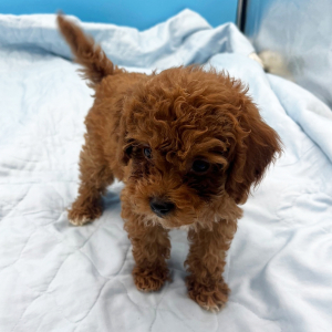 Goldendoodle Puppy Wanita
