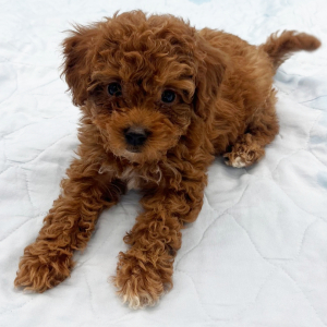 Goldendoodle Puppy Wanita