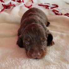 Dachshund Puppy Maverick
