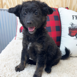 Aussiedoodle Puppy Benji