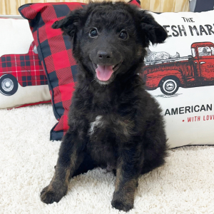 Aussiedoodle Puppy Benji