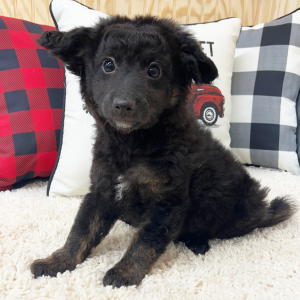 Aussiedoodle Puppy Benji
