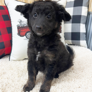 Aussiedoodle Puppy Benji