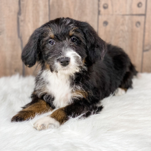 Bernedoodle Puppy Lucy
