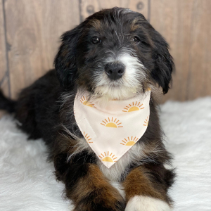 Bernedoodle Puppy Lucy