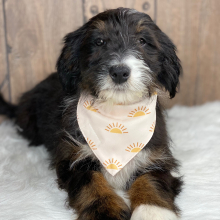Bernedoodle Puppy Lucy