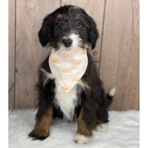 Bernedoodle Puppy Lucy