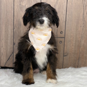 Bernedoodle Puppy Lucy