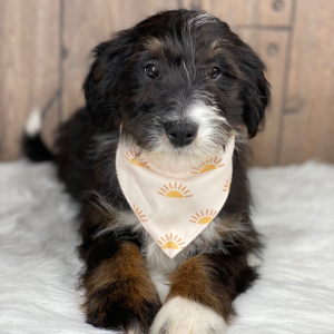 Bernedoodle Puppy Lucy