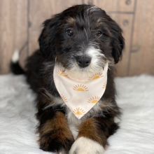 Bernedoodle Puppy Lucy