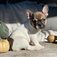 French Bulldog Puppy Dallas