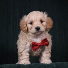 Maltipoo Puppy Toffee