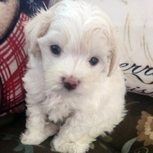 Maltese Puppy Petunia