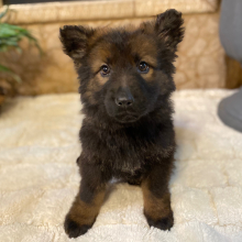 German Shepherd Dog Puppy Emma
