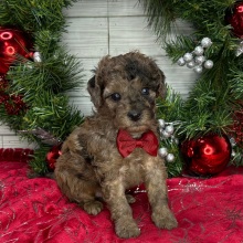 Cavapoo Puppy Coach