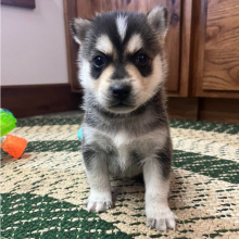 Pomsky Puppy Hamlet
